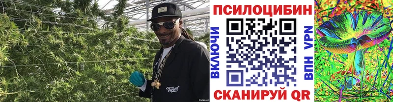 наркошоп  Заводоуковск  Галлюциногенные грибы Psilocybe 
